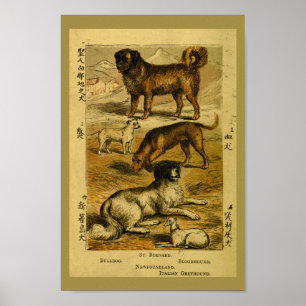  Dog Bulldog Natural History Print