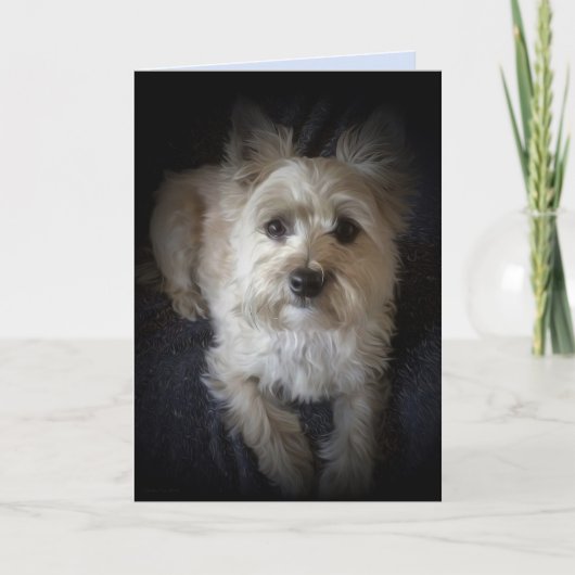 Dog Cairn Terrier "Hondenliefhebber" Blank Wenskaa Kaart (Voorkant)