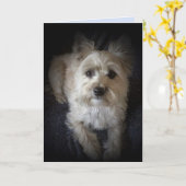 Dog Cairn Terrier "Hondenliefhebber" Blank Wenskaa Kaart (Gele Bloem)