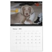 Dog Calendar Kalender (Feb 2026)