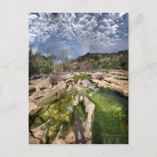 Dog Campbell's Hole Flats Barton Creek Austin Texa Briefkaart