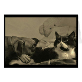 Dog & Cat Cuddle Card