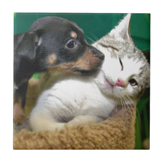 Dog & cat tegeltje