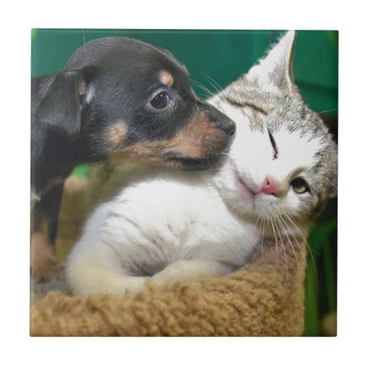 Dog & cat tegeltje (Voorkant)