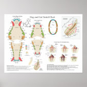Dog Cat Veterinary Dental Chart Poster (Voorkant)