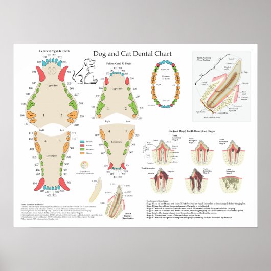 Dog Cat Veterinary Dental Chart Poster (Voorkant)