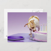 Dog (chihuahua) die verjaardagstaart op tafel eet briefkaart (Voorkant / Achterkant)