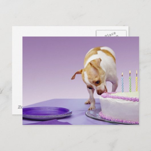 Dog (chihuahua) die verjaardagstaart op tafel eet briefkaart (Voorkant / Achterkant)