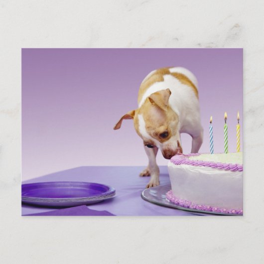Dog (chihuahua) die verjaardagstaart op tafel eet briefkaart (Voorkant)