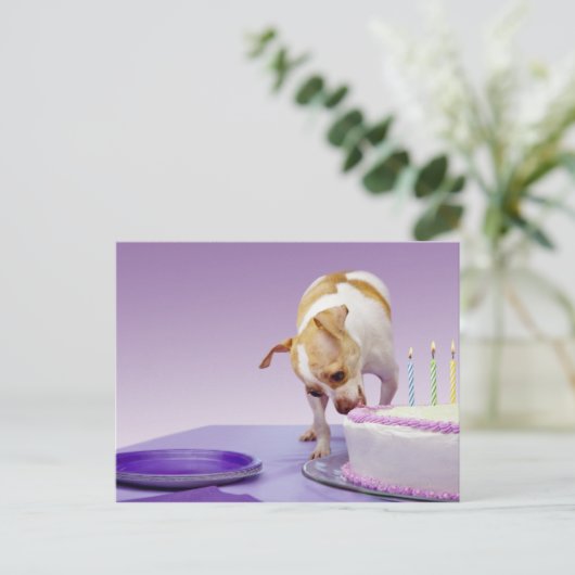 Dog (chihuahua) die verjaardagstaart op tafel eet briefkaart (Staand voorkant)