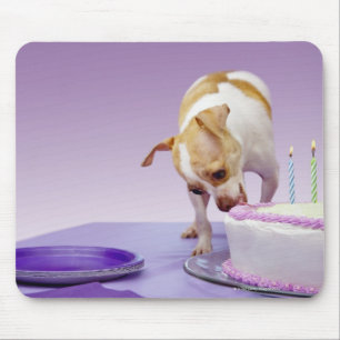 Dog (chihuahua) die verjaardagstaart op tafel eet muismat