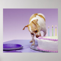 Dog (chihuahua) die verjaardagstaart op tafel eet