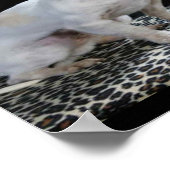 Dog Chihuahua Diva Print (Hoek)