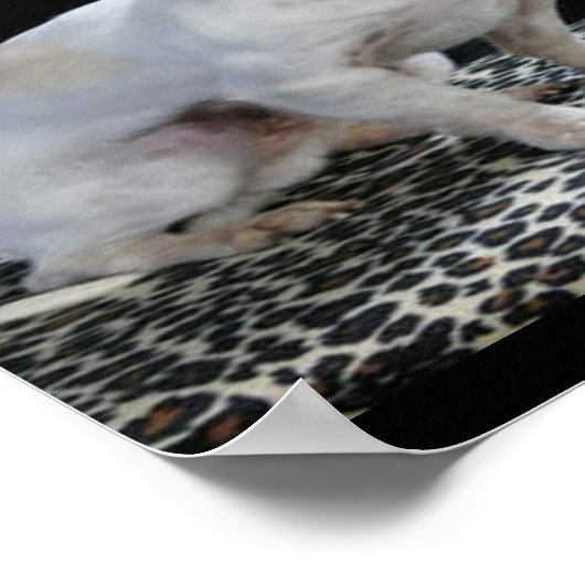 Dog Chihuahua Diva Print (Hoek)