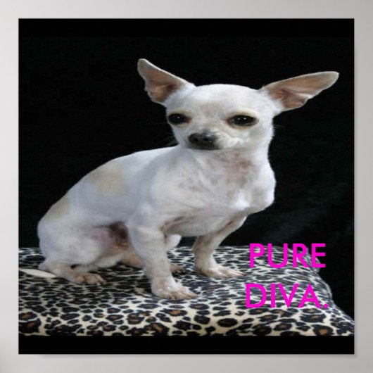 Dog Chihuahua Diva Print (Voorkant)
