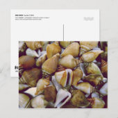 Dog Conch Briefkaart (Voorkant / Achterkant)