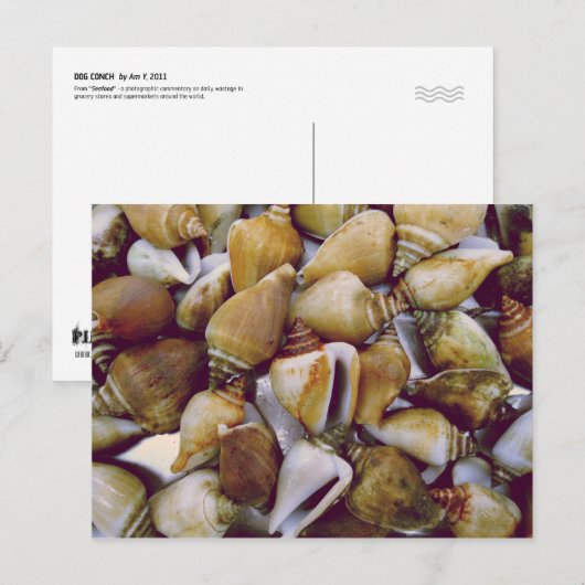 Dog Conch Briefkaart (Voorkant / Achterkant)