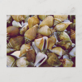 Dog Conch Briefkaart
