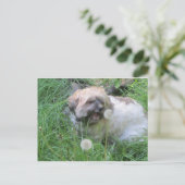 Dog Day Dreams briefkaart (Staand voorkant)