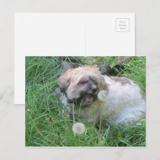 Dog Day Dreams briefkaart (Voorkant / Achterkant)