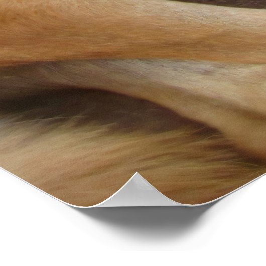 Dog Day in Little Corn Island Poster (Hoek)