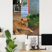 Dog Day in Little Corn Island Poster (Thuiskantoor)