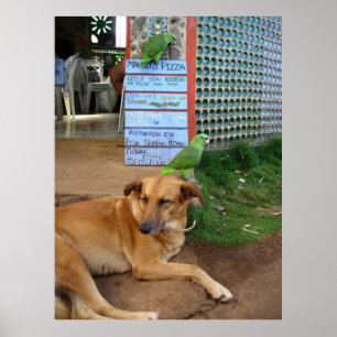 Dog Day in Little Corn Island Poster