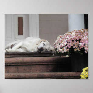 Dog Day middag Poster