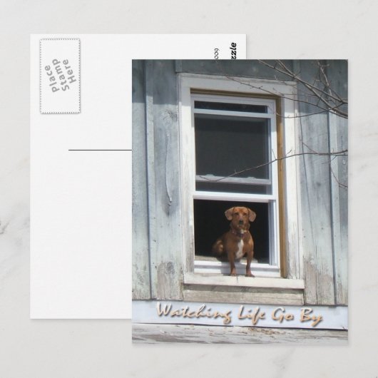 Dog Day Postscard Briefkaart (Voorkant / Achterkant)