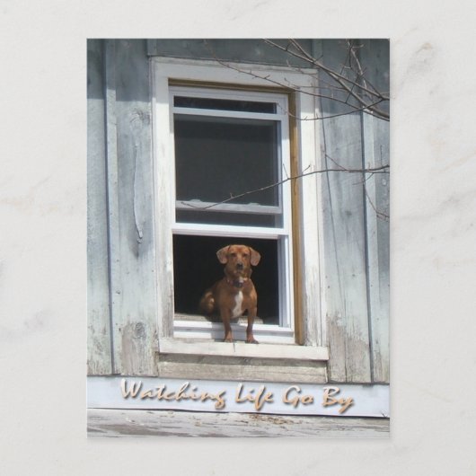 Dog Day Postscard Briefkaart (Voorkant)