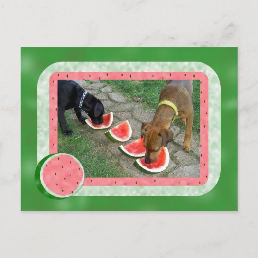 Dog Days of Summer Briefkaart (Voorkant)