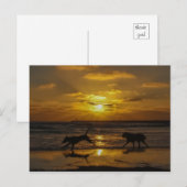 Dog Days of Summer Briefkaart (Voorkant / Achterkant)
