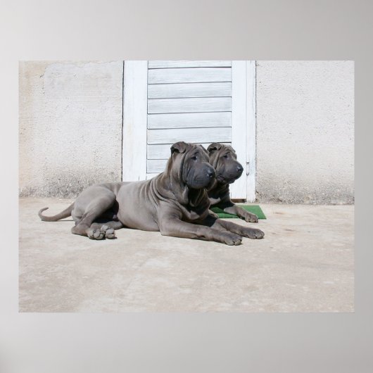 Dog Days of Summer.... Poster (Voorkant)