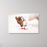 Dog die een diploma uitzoekt