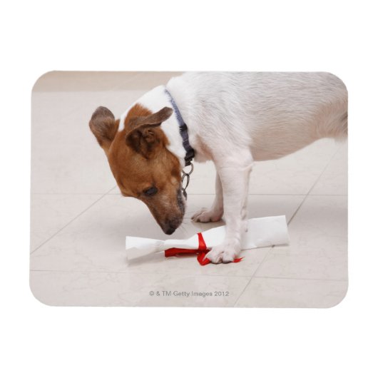 Dog die een diploma uitzoekt magneet (Horizontaal)