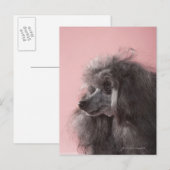 Dog die weg kijkt briefkaart (Voorkant / Achterkant)