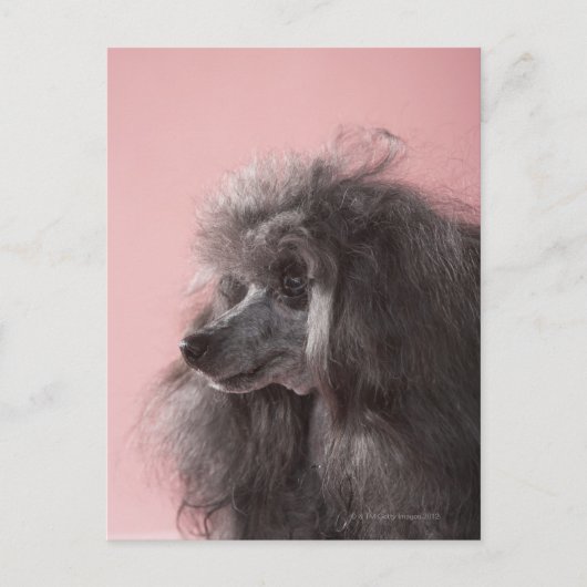 Dog die weg kijkt briefkaart (Voorkant)