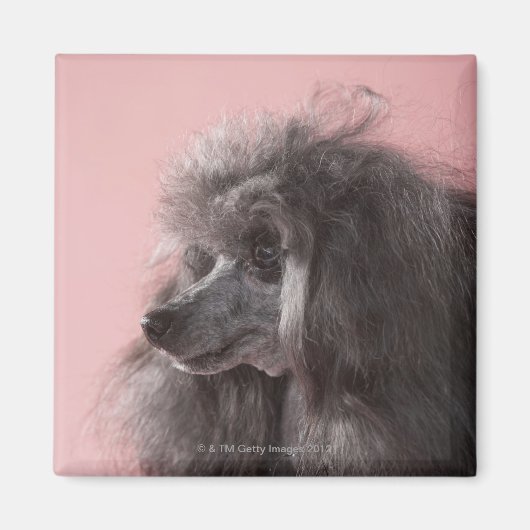 Dog die weg kijkt magneet (Voorkant)