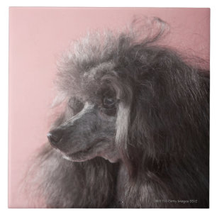 Dog die weg kijkt tegeltje