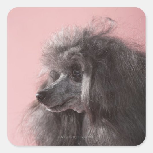 Dog die weg kijkt vierkante sticker (Voorkant)