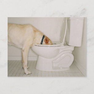 Dog Drink uit Toilet Briefkaart