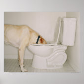 Dog Drink uit Toilet Poster (Voorkant)
