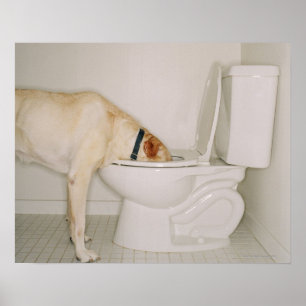 Dog Drink uit Toilet Poster