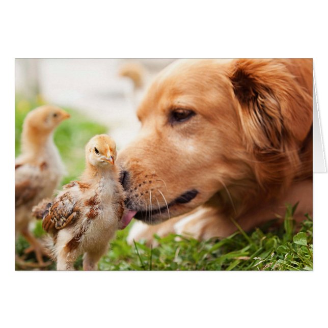Dog en Chick (Voorkant Horizontaal)