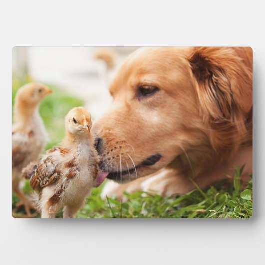 Dog en Chick Fotoplaat (voorkant)