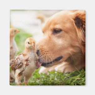Dog en Chick Magneet