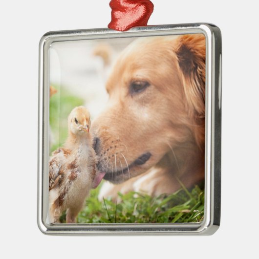Dog en Chick Metalen Ornament (Links)