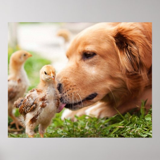 Dog en Chick Poster (Voorkant)