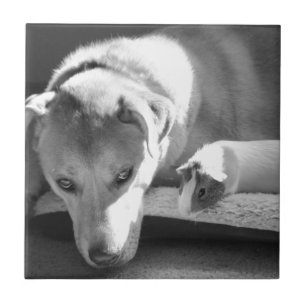 Dog en Guinee Tegeltje