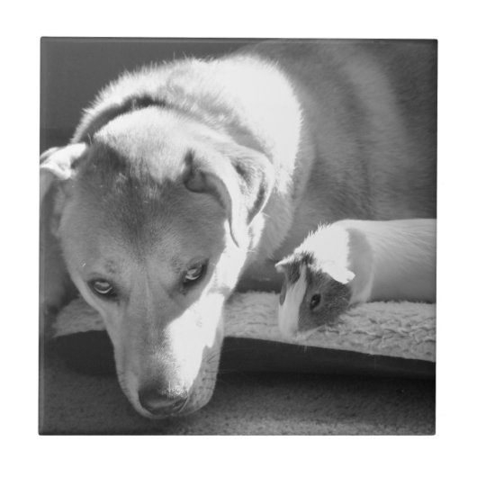 Dog en Guinee Tegeltje (Voorkant)